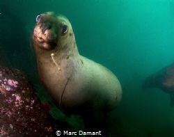 On the Hook! This young Stellar Sea lion had the unfortun... by Marc Damant 